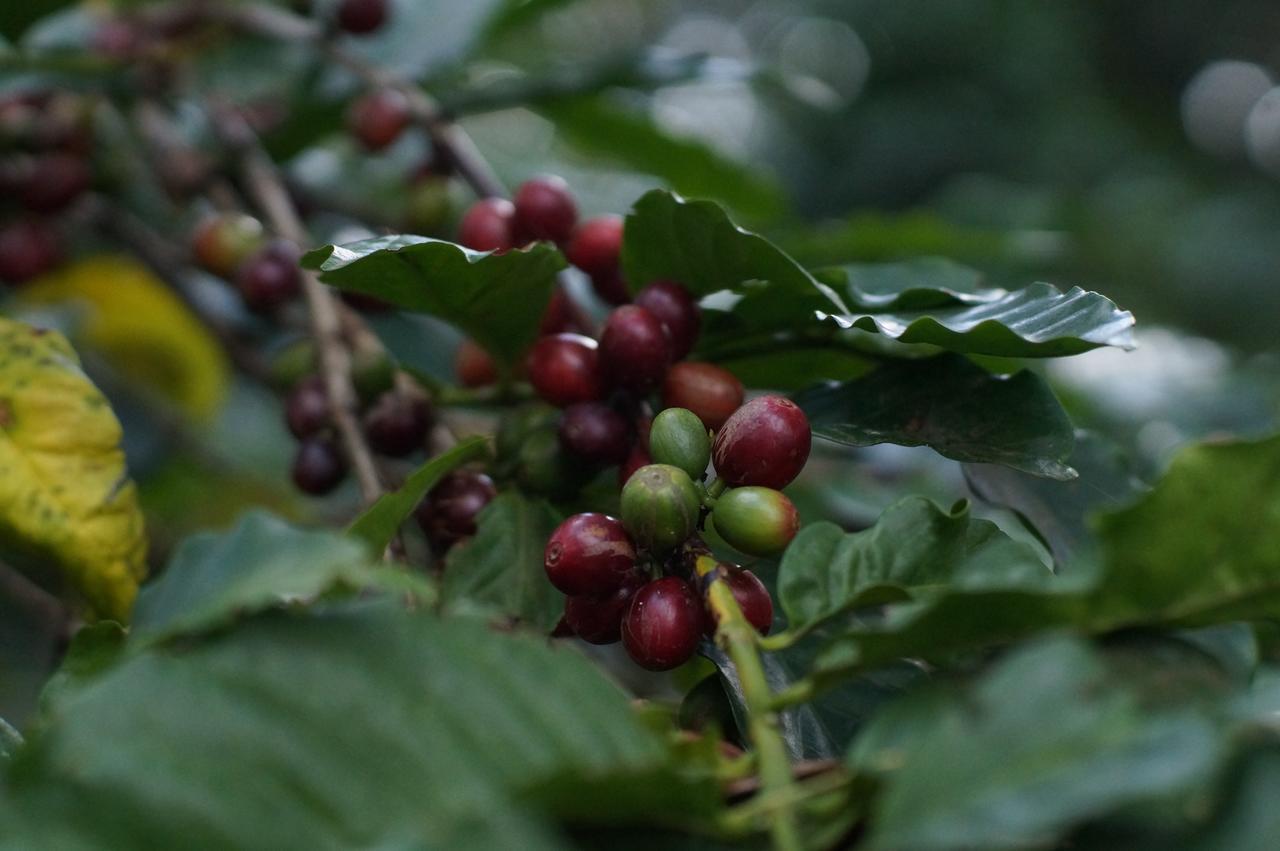 Arusha Villa Karamu Coffee Estate Usa River Exteriér fotografie